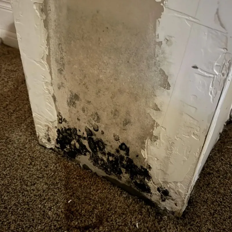 Professional Mold Removal in Mason County, WA